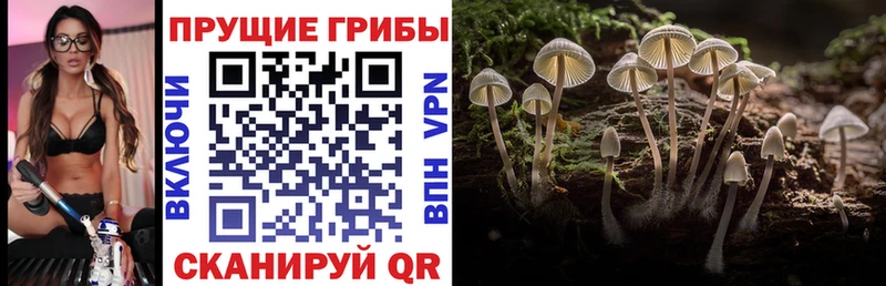 mega ONION  где купить наркоту  Елец  Псилоцибиновые грибы ЛСД 